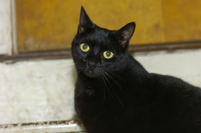 Beautiful black cat with bright yellow eyes staring at the camera