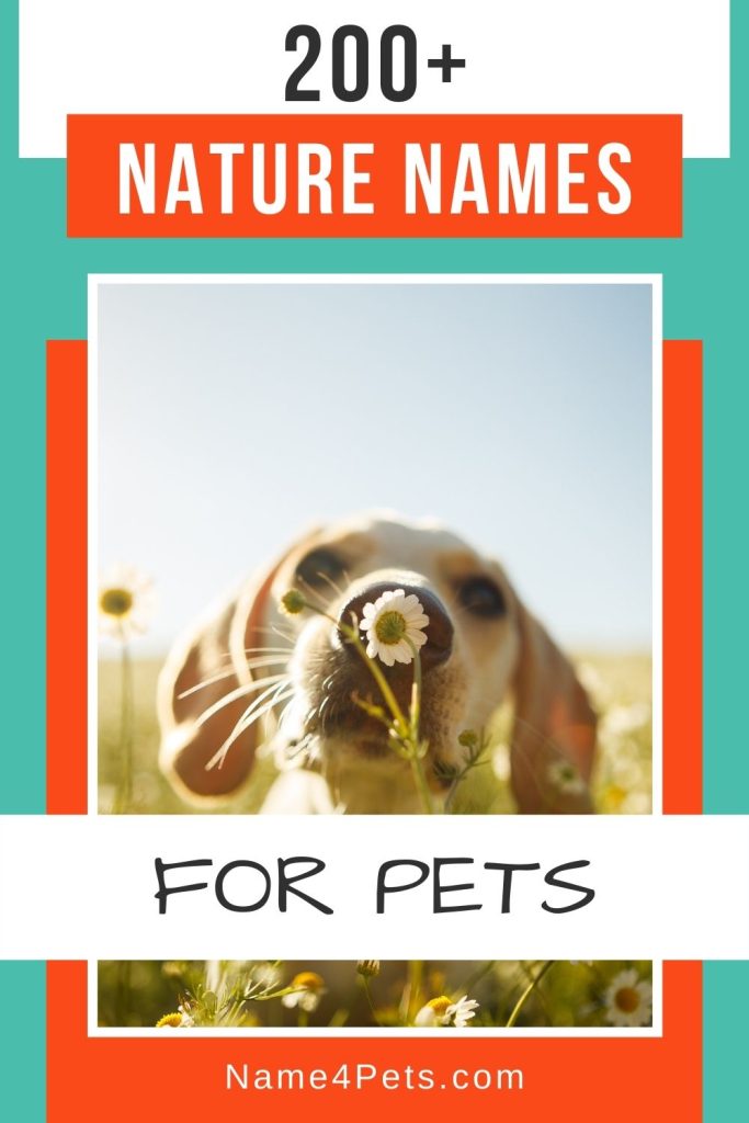 Looking for beautiful nature names for dogs, cats, or even your new pet rock? Check out these 200+ perfect ideas that are inspired by the great outdoors!