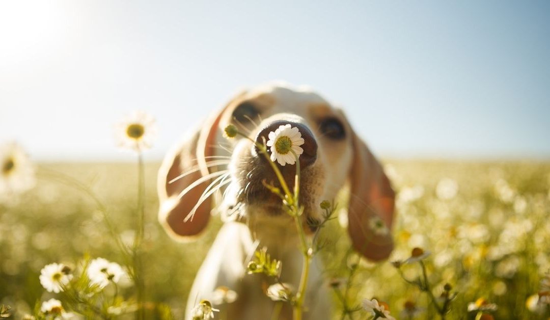 dog with one of the best nature names for pets sniffing a pretty daisy