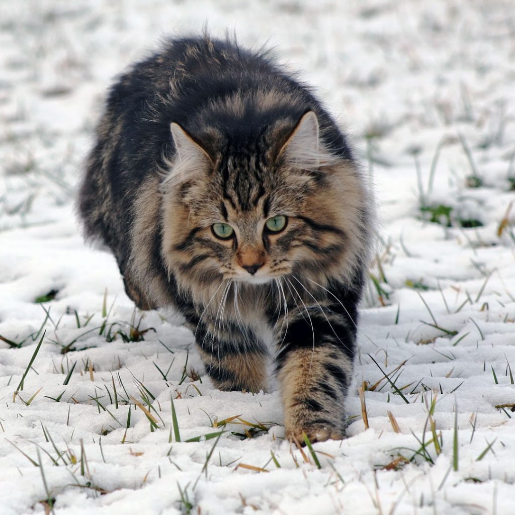 Norse mythology names are purr-fect for Norwegian Forest Cats!